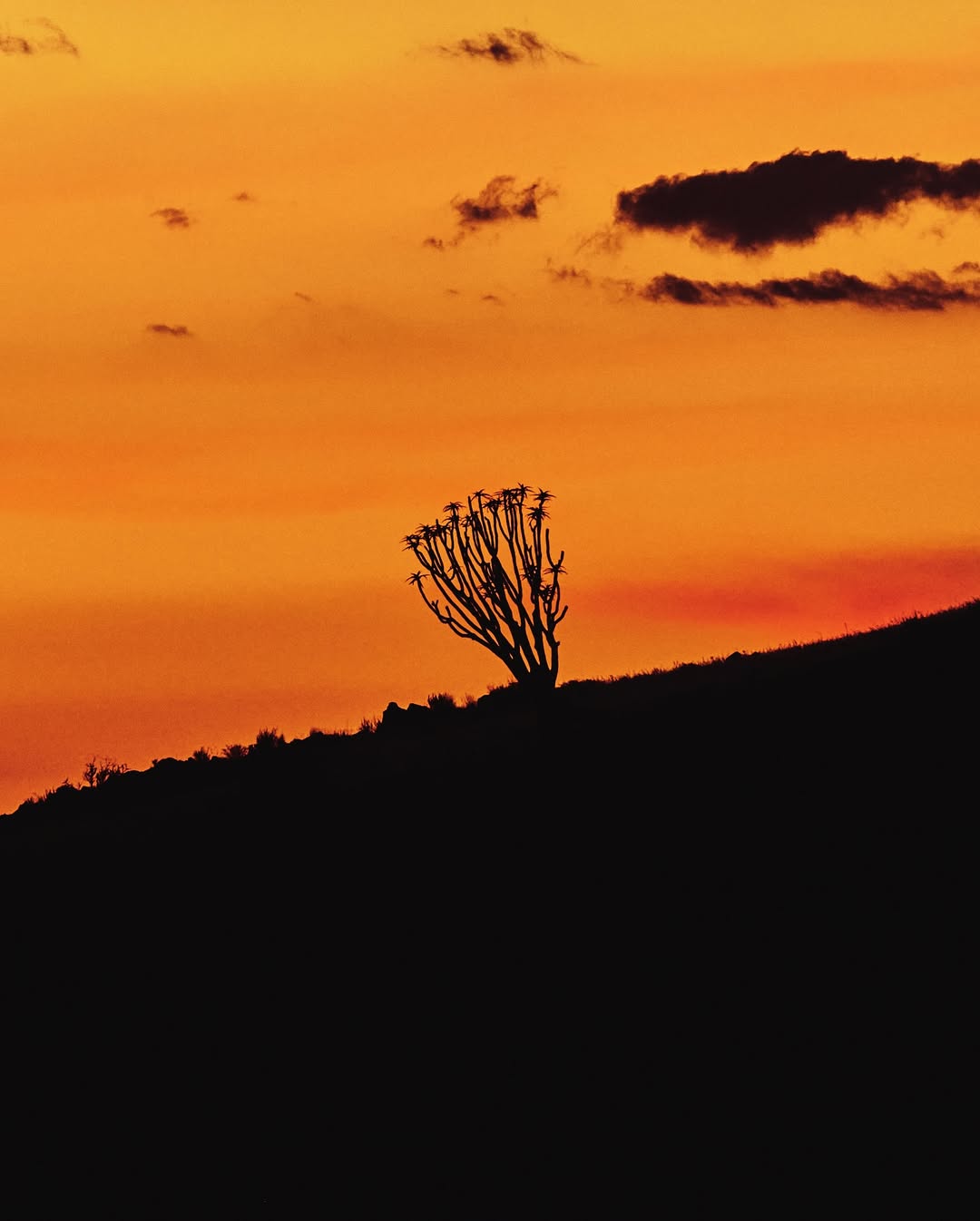 Image from Messika / Collection « Terres d’instinct »  14