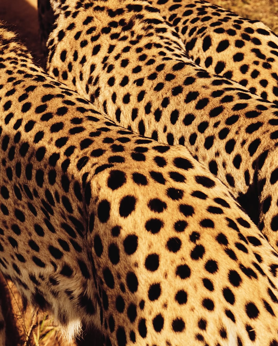 Image from Messika / Collection « Terres d’instinct »  11