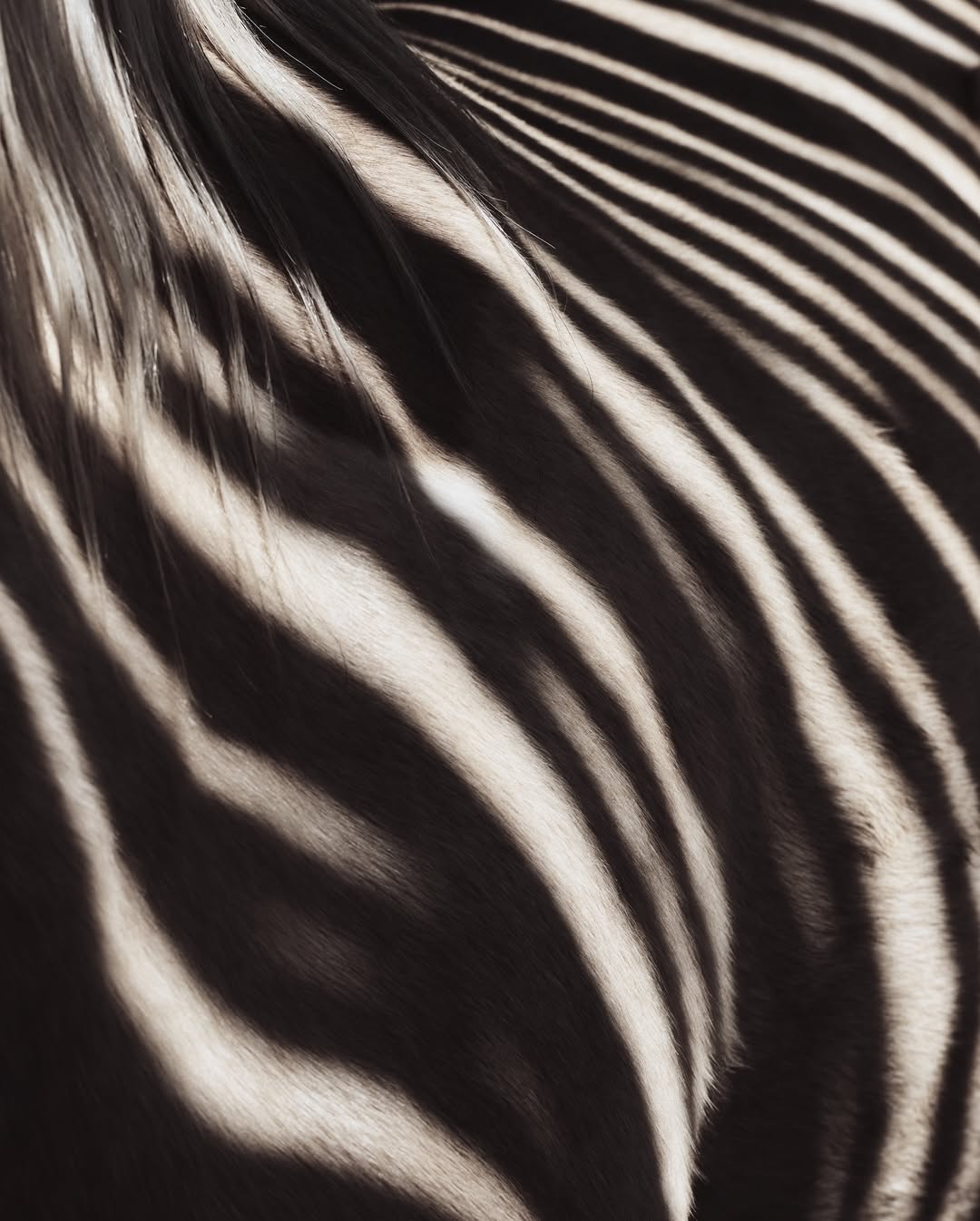 Image from Messika / Collection « Terres d’instinct »  3